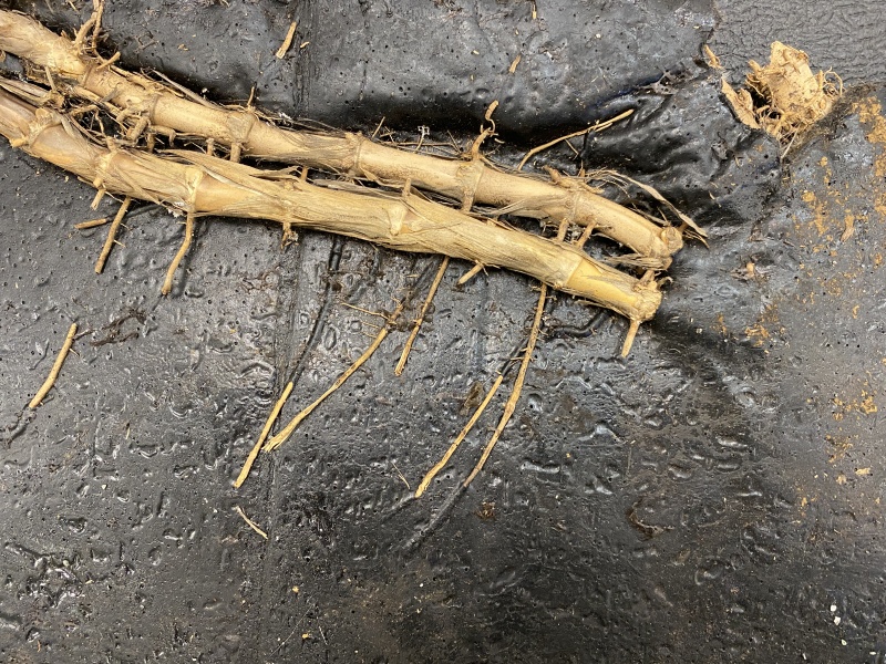 File:VRA Standard Notes, Figure A-5.2.1.2.-1.JPG