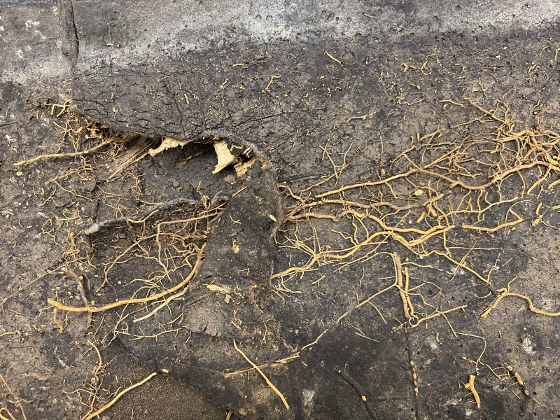 File:VRA Standard Notes, Figure A-5.2.1.2.-2.JPG